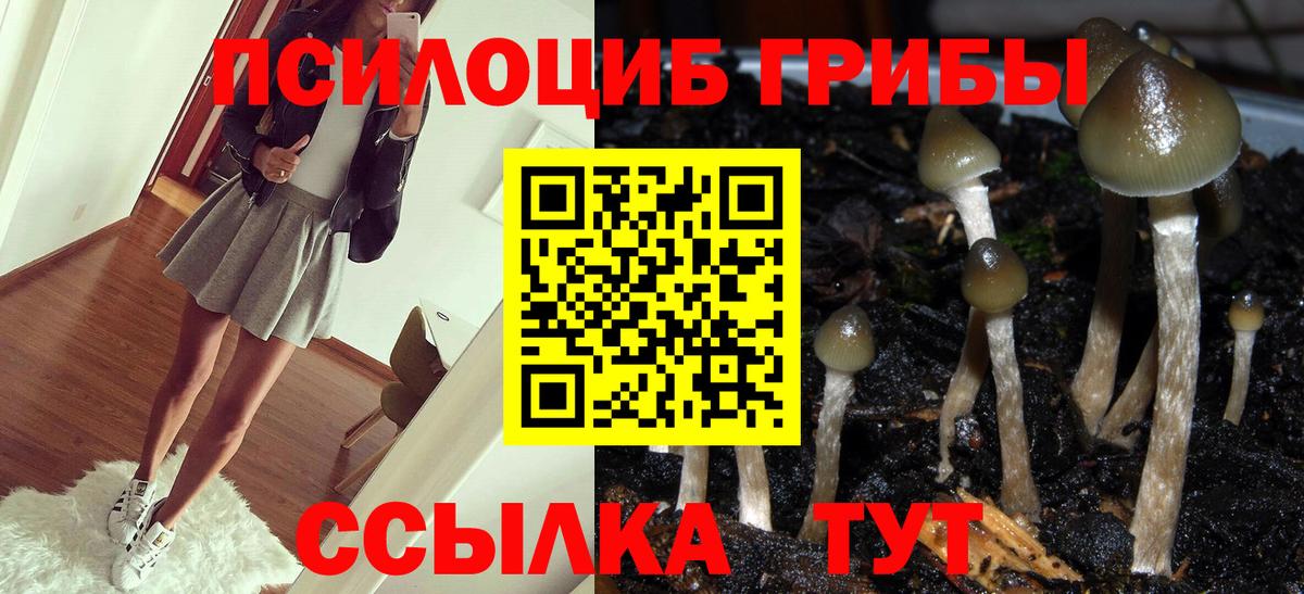 Псилоцибиновые грибы Psilocybine cubensis Красногорск